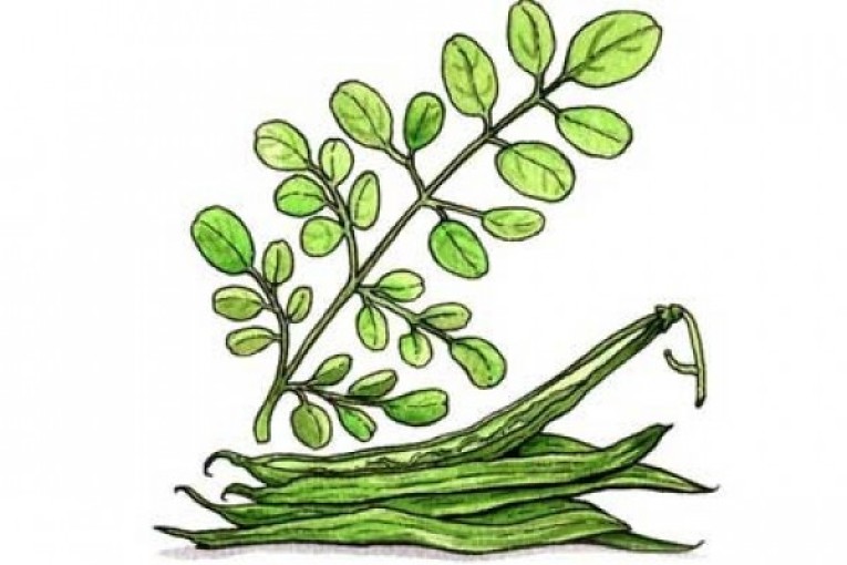 گیاه مورینگا الیفرا