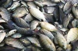 فروش ویژه بچه ماهی تیلاپیا،کپور