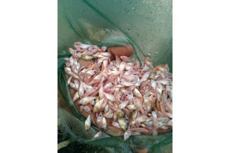 فروش ویژه بچه ماهی تیلاپیا،کپور