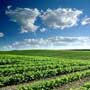 توسعه صادرات محصولات کشاورزی حمایت های دولت را می طلبد