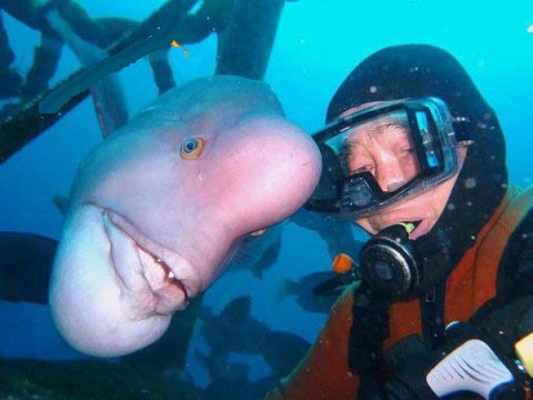 رابطه عاشقانه با ماهی عجیب